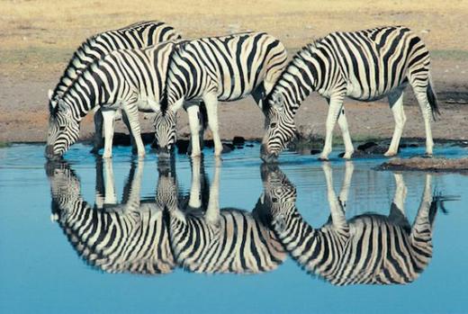 Ever Wonder Why Zebras Have Stripes?