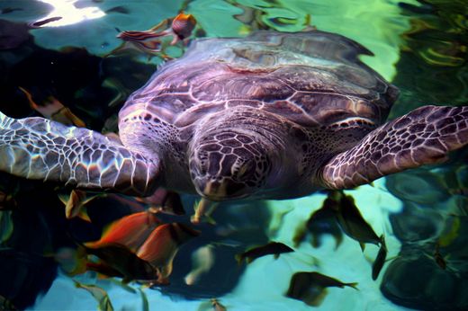 Overweight Aquarium Turtle Is Placed On A Diet!