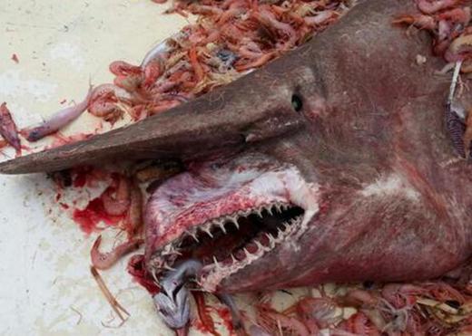 Florida Fisherman Accidentally Snares Terrifying Goblin Shark
