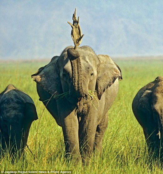 Asian Elephant 'Toys' Around With Lizards