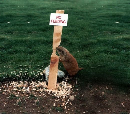 And The Rules Are . . . . . . . . Meant To Be Broken?