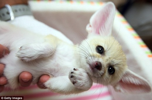 Petite Desert Foxes Debut At Tokyo Zoo